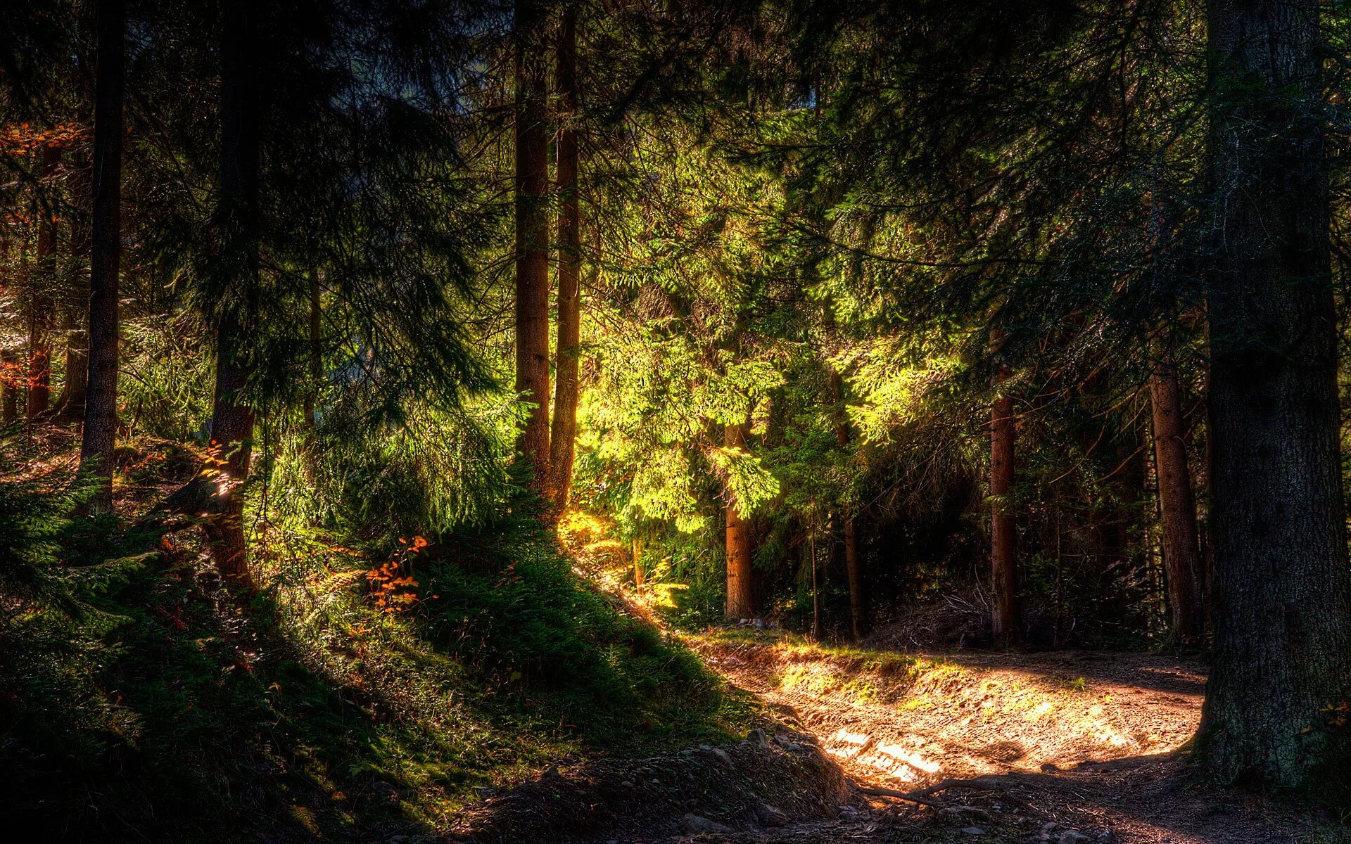 Source forest