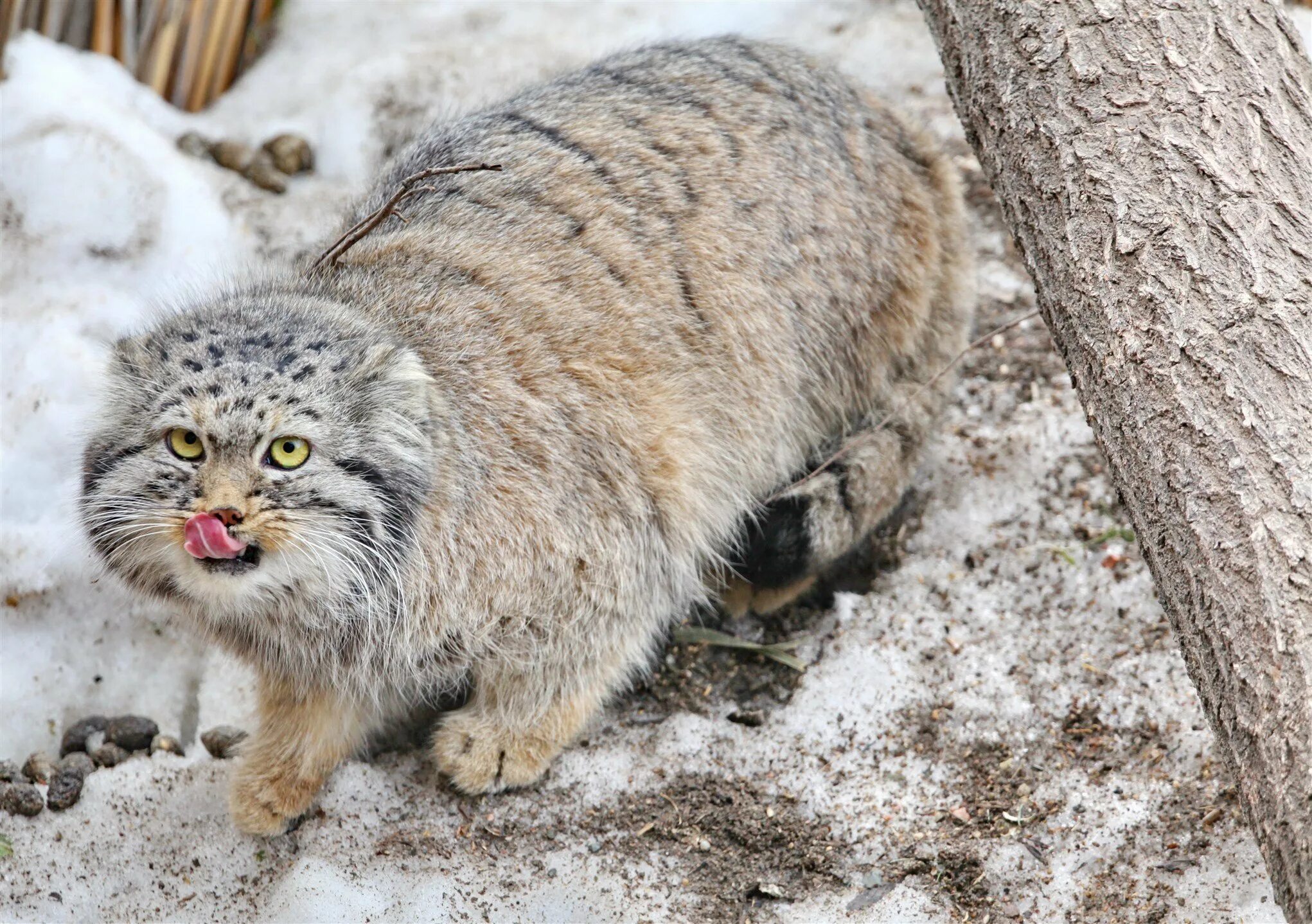 кот манул в степи. степной кот манул. шерсть манула. сибирский дикий кот манул. манул забайкальский.