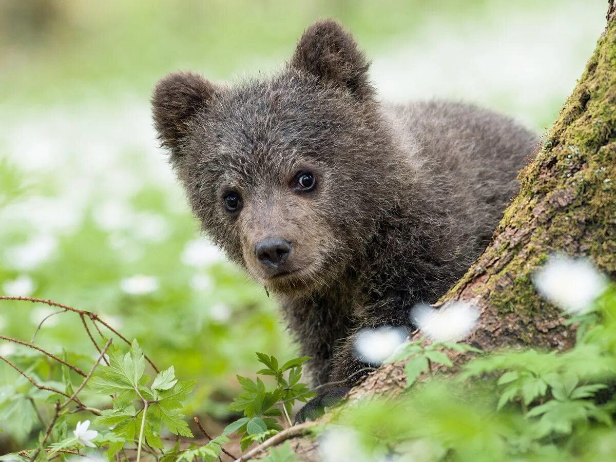 Russian animal. Russian animal. Восточносибирский бурый медведь. Бурый медведь в якутии. Апеннинский бурый медведь.