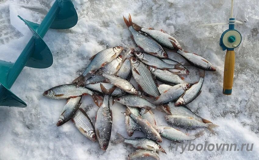 Рыбалка нижний новгород и область в контакте. Места для рыбалки в Нижнем Новгороде. Приречный Мурманская область рыбалка. Рыбаки Нижнего Новгорода. Рыболов НН.