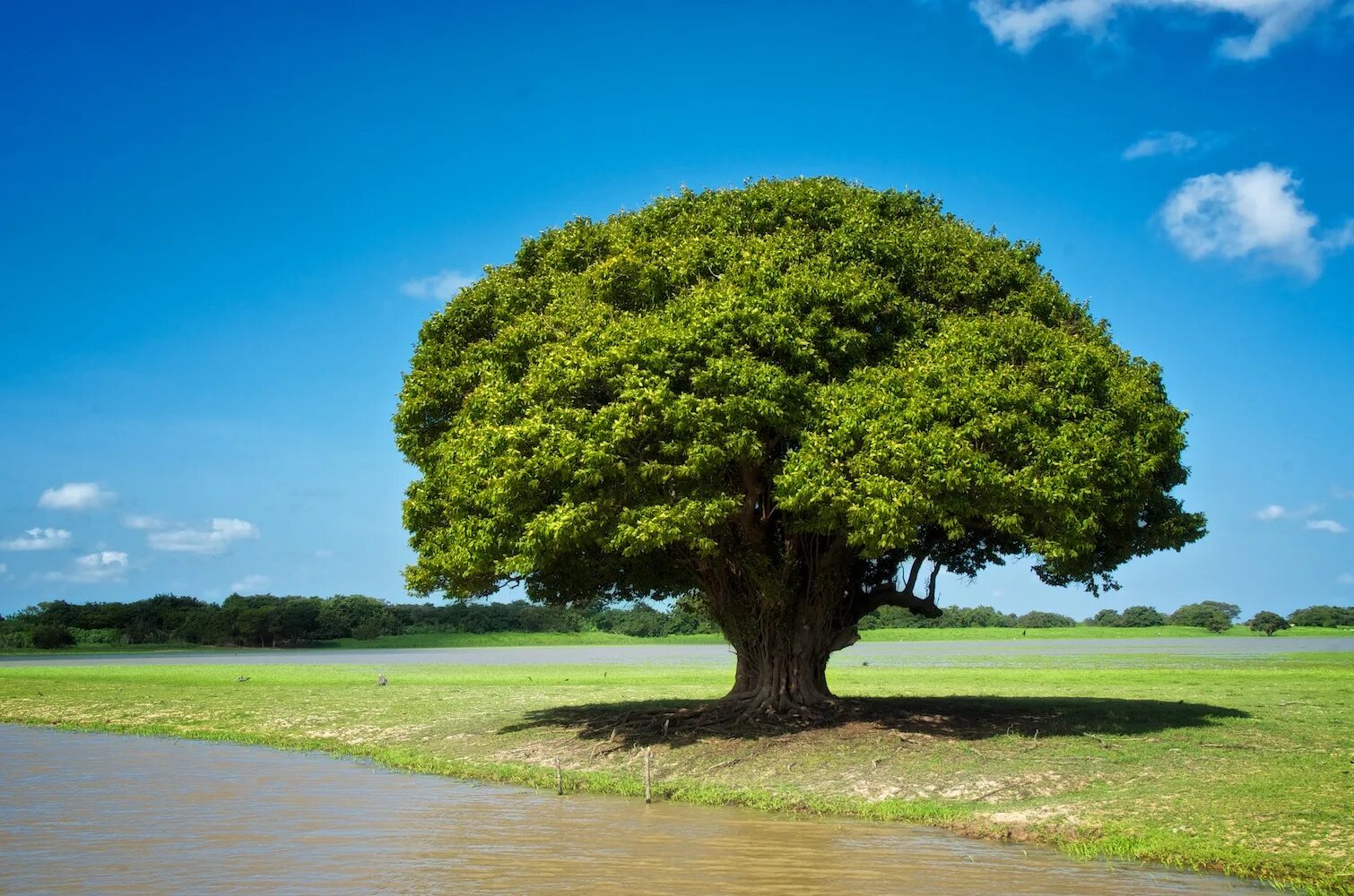 Tree картинка