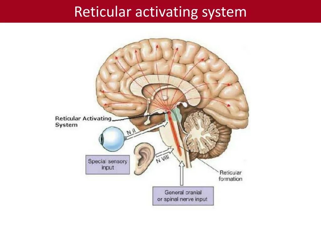 Ретикулярная формация головного мозга. Ретикулярная формация ствола головного мозга. Схема активирующей ретикулярной формации. Ретикулярный мозг.