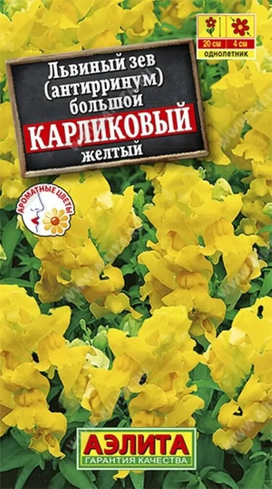 Как пересадить львиный зев. Львиный зев карликовый желтый. львиный зев желтый низкорослый. антирринум карликовый желтый. львиный зев канарейка.