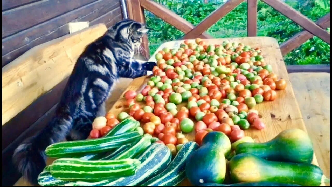 Можно котам помидор. Коты и помидоры. котик помидор. котик ворует помидоры. котик ворует урожай на даче.