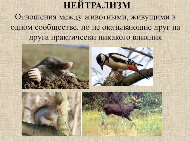 Какие взаимоотношения между животными. Взаимоотношения между животными. нейтрализм между животными. нейтрализм примеры животных. нейтрализм взаимоотношения.