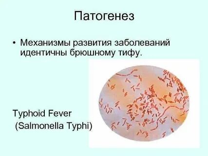 Сальмонеллы возбудители брюшного тифа