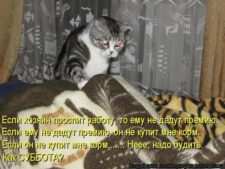 Коты с надписями. Смешные коты с надписями. Приколы про котов с надписями. Смешные картинки коты с подписями. Ничего не хочу дайте поспать