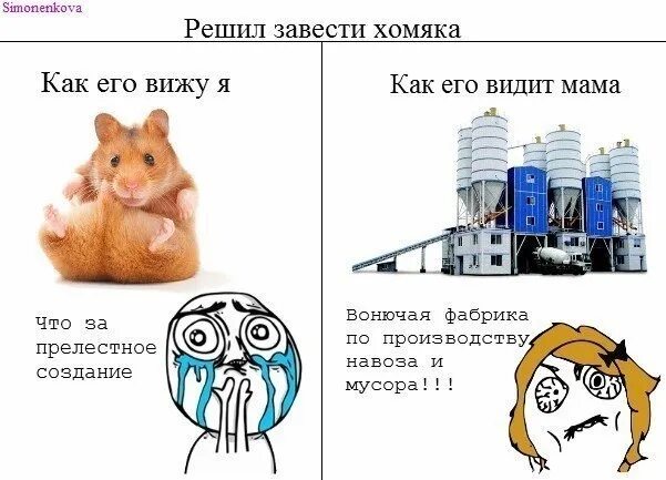 Хомяки видят в темноте. Как видят хомяки. как видят мир хомяки. завести хомяка. мир глазами хомяка.