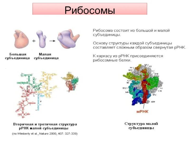 Сборка белка происходит. Процесс осуществляемый рибосомами. Субъединицы РРНК В рибосоме. Рибосома процесс. Процесс рабиосрма.