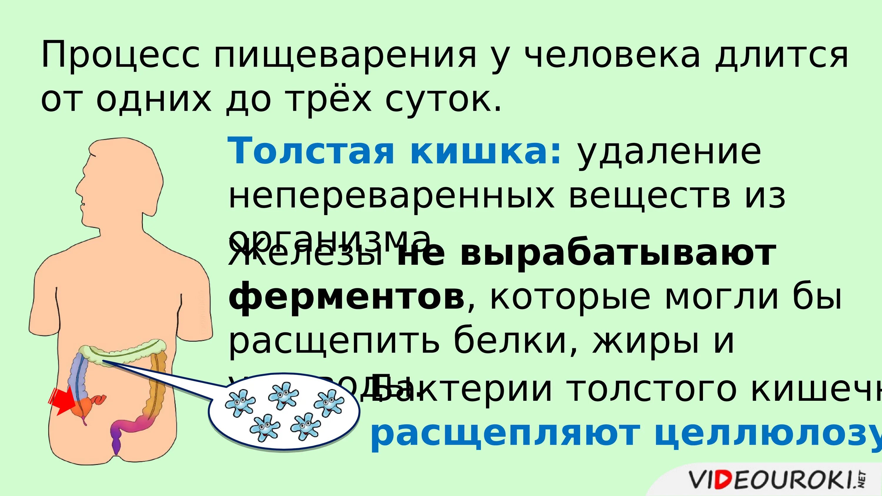 Какие процессы в толстом кишечнике. Пищеварение в кишечнике всасывание. презентация на тему пищеварение в кишечнике. пищеварение в кишечнике всасывание питательных веществ 8 класс. презентация пищеварение в кишечнике всасывание питательных веществ.