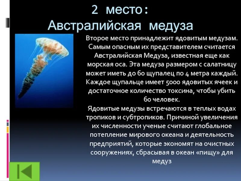 Информация о самых. Информация о медузах. рассказ о медузе. самые опасные животные презентация. сообщение о медузе.