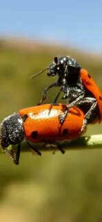 Насекомые видео