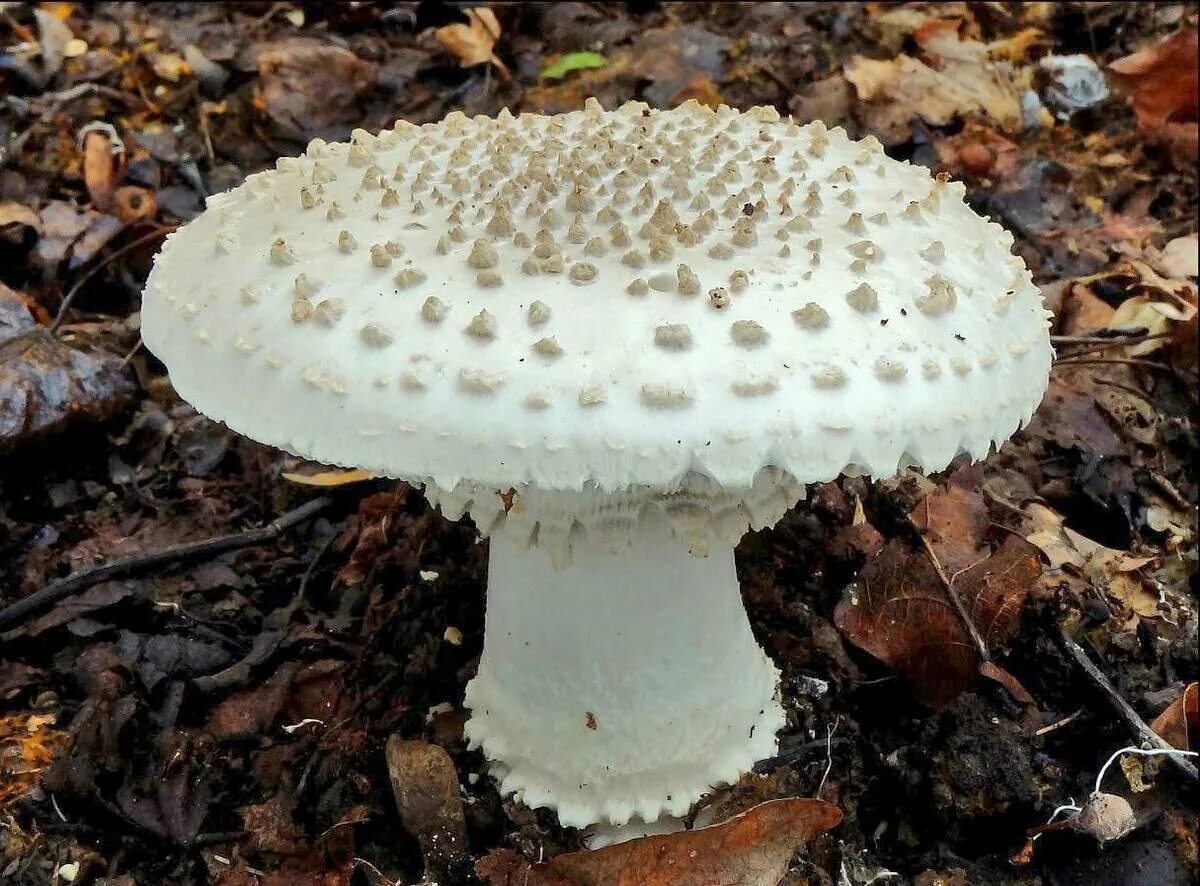 Amanita smithiana