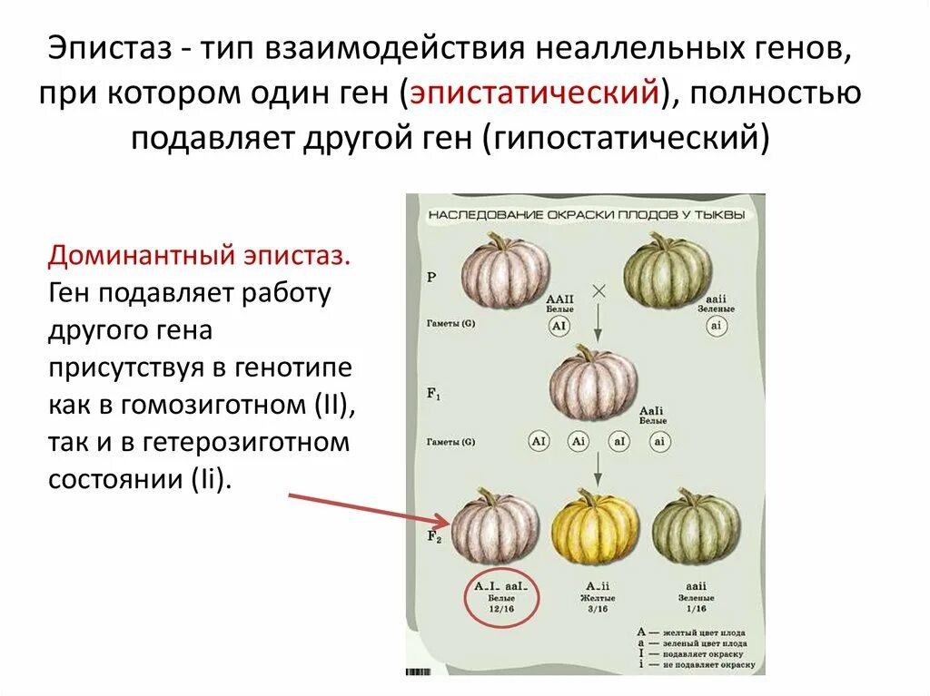 Схема типы взаимодействия аллельных генов. Типы взаимодействия неаллельных генов таблица. Схема взаимодействия аллельных и неаллельных генов. Неаллельные гены типы взаимодействия.