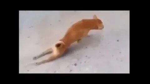 Песня прикинься песиком