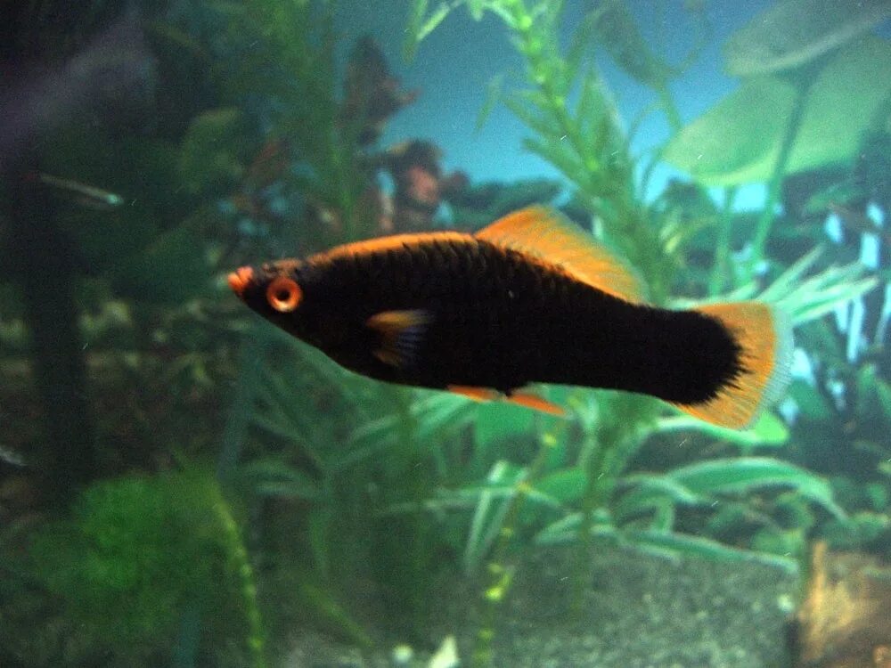 черный меченосец аквариумная. меченосец кубинский флаговый. черный меченосец аквариумная. меченосец рыбка рубин. меченосцы аквариумные рыбки.