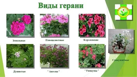 Систематика герани