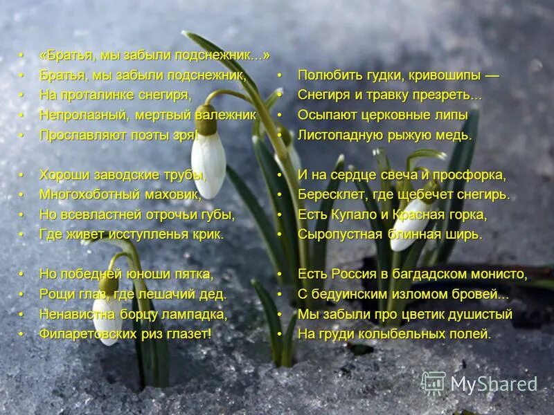 подснежник 19 апреля. подснежник песня.