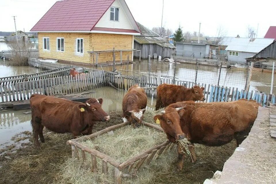 Объявление в архангельском районе башкирии