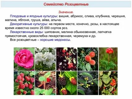 Сем что это значит