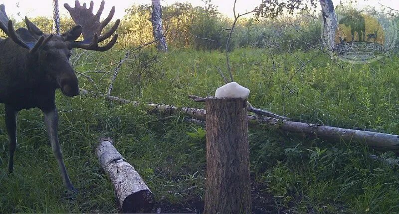 охотхозяйство чугунаевское