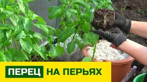 Чем кормить перцев