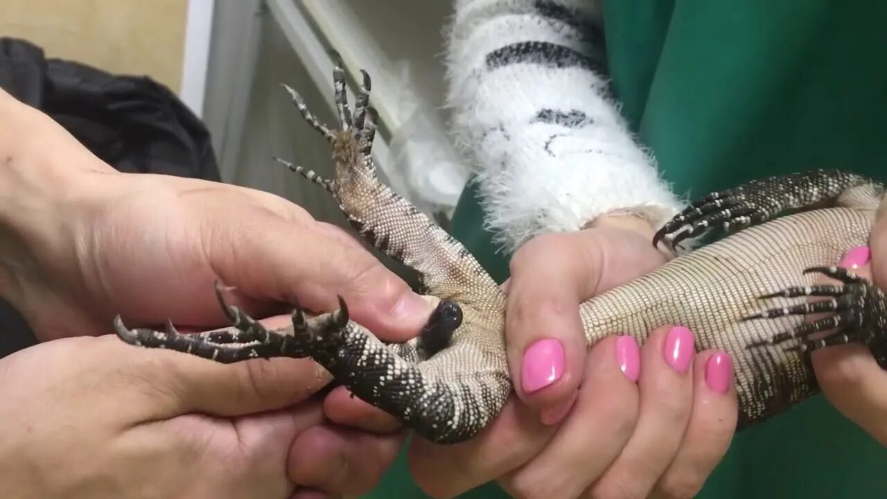 Какого пола змеи. Уж обыкновенный отличие самки от самца. Белый техасский полоз. Маисовый полоз на хвосте. Какого пола змеи.