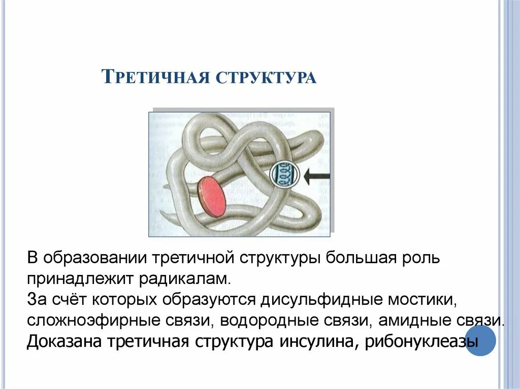 Третичная структура данная структура. Третичная структура белка дисульфидные связи. дисульфидный мостик структура белка. третичная структура белка дисульфидные мостики. третичная структура белка формируется за счет связей.