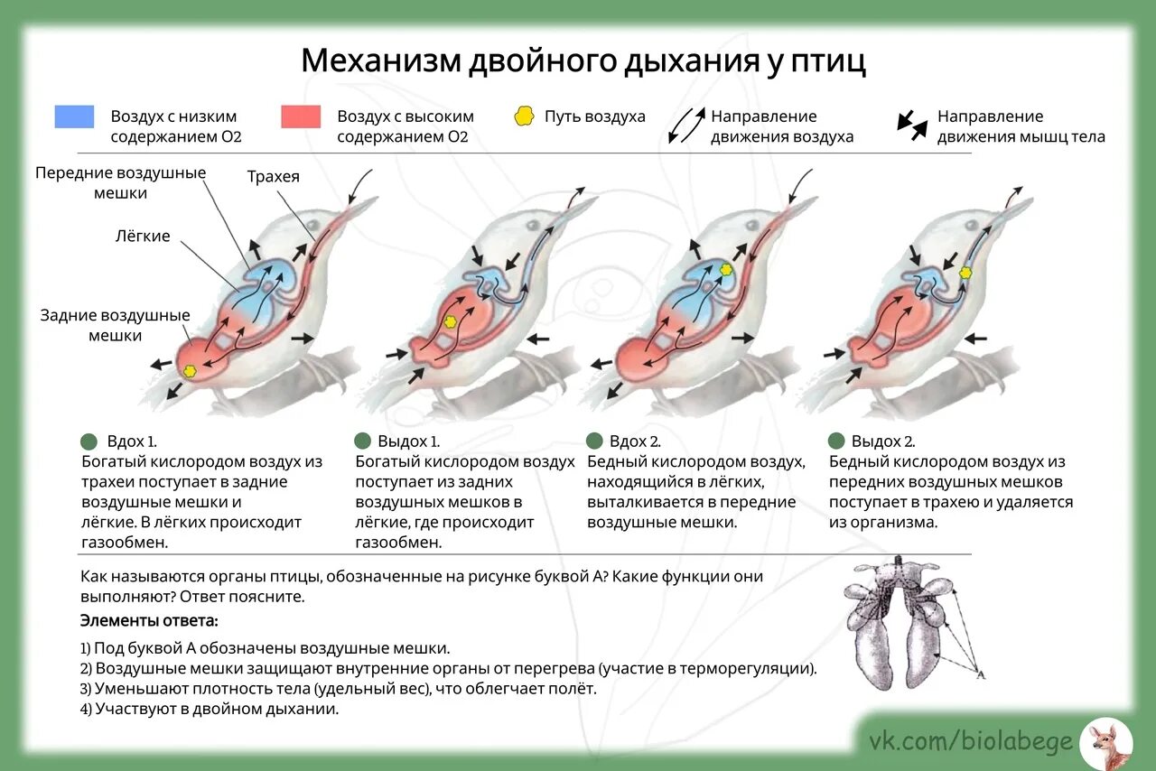 Воздушные мешки у птиц функция. Схема процесса двойного дыхания птицы. Газообмен у птиц происходит в. Двойное дыхание у птиц. Механизм двойного дыхания у птиц.