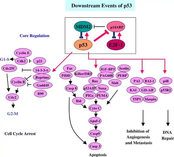 Related p. P53 Pathway. P21 Protein Pathway. P53 строение. P53 протеин.