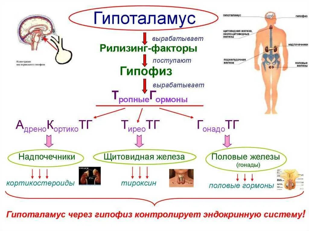 .Система желез внутренней секреции. Функции. Гипоталамус гипофиз щитовидная железа схема. Железы эндокринной системы схема. Схема действия гипоталамо-гипофизарной системы гормоны.