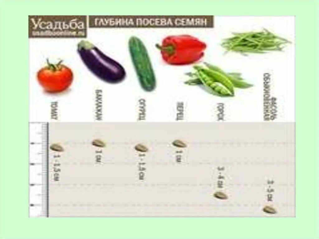 На какую глубину семена перца