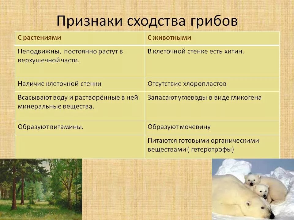 4 сходства растений и животных. Что общего у грибов и растений. водство грибов с растениями. сходства грибов растений и животных. сходство грибов и животных.