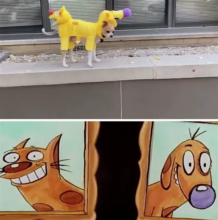 Nicks cat. CATDOG buffed. Catdog2701. CATDOG надписи. Канал Mr CATDOG.