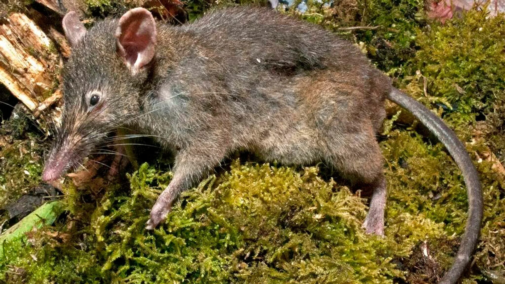 Длинные мыши. Крыса землеройка. Этрусская землеройка. Paucidentomys vermidax.