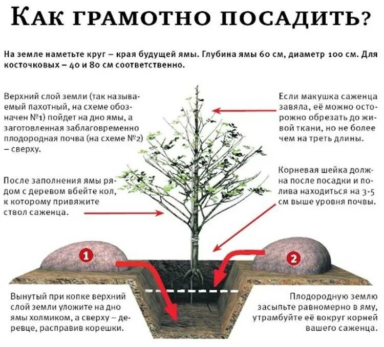 Можно ли сажать вишню с черешней. Правильная посадка саженцев яблони. Схема посадки саженца яблони. Размер ямы для саженца яблони. Посадка деревьев плодовых весной саженцев правильная посадка.