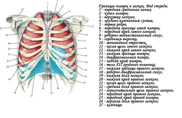 Топография легких скелетотопия. Верхняя граница легких спереди находится. Схема верхних и нижних границ легких скелетотопия. Скелетотопия легких и плевры. Границы легкого по ребрам