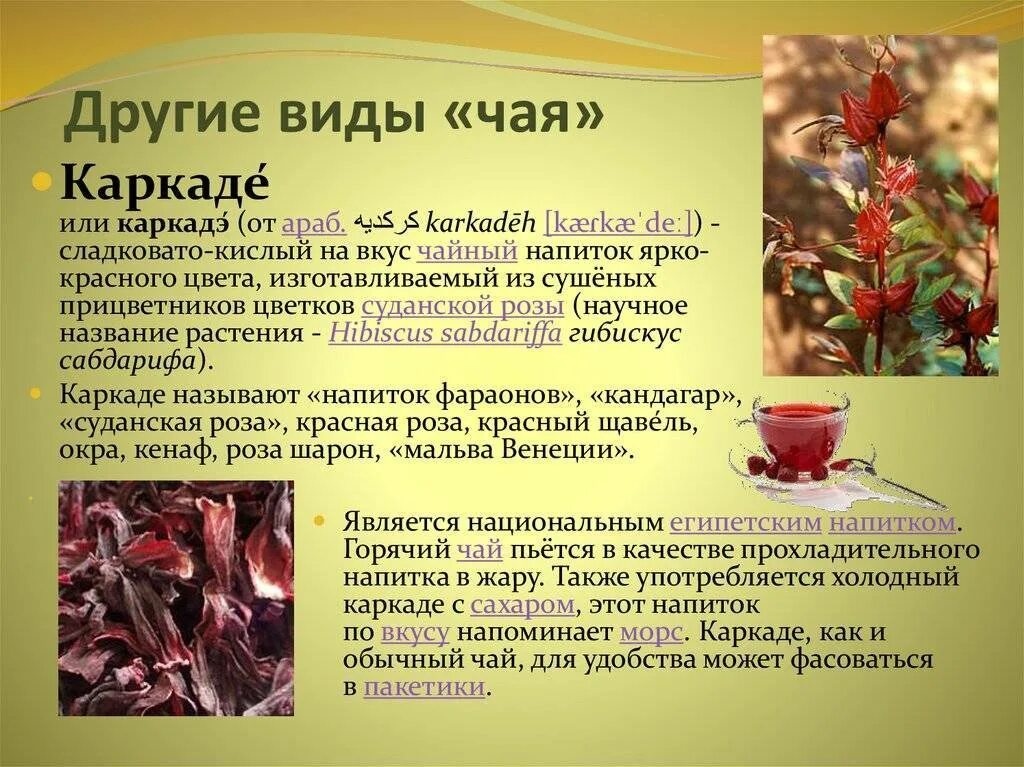 Каркаде дата регистрации. Чай &quot;каркаде&quot;. чай каркаде чем полезен. чай каркаде чем полезен горячий и холодный. чай каркаде цветок.