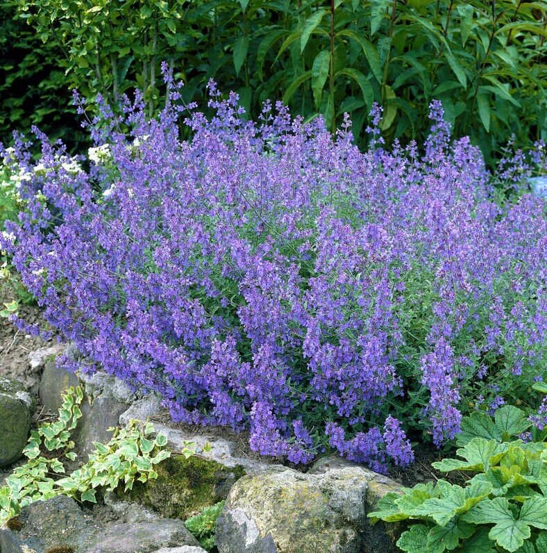 Котовник сорта и виды. Котовник фассена (nepeta. котовник фассена кит кэт. котовник фассена (nepeta faassenii `dropmore`). котовник муссини nepeta mussinii.