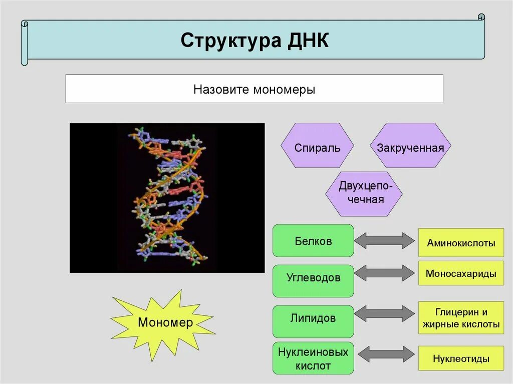 Мономеры белка называются. Мономеры белков жиров и углеводов и нуклеиновых кислот. ДНК В строении углевода. Мономеры жиров белков и углеводов и нуклеиновых. Строение полимера ДНК.