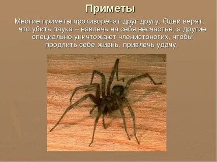 Почему видишь пауков