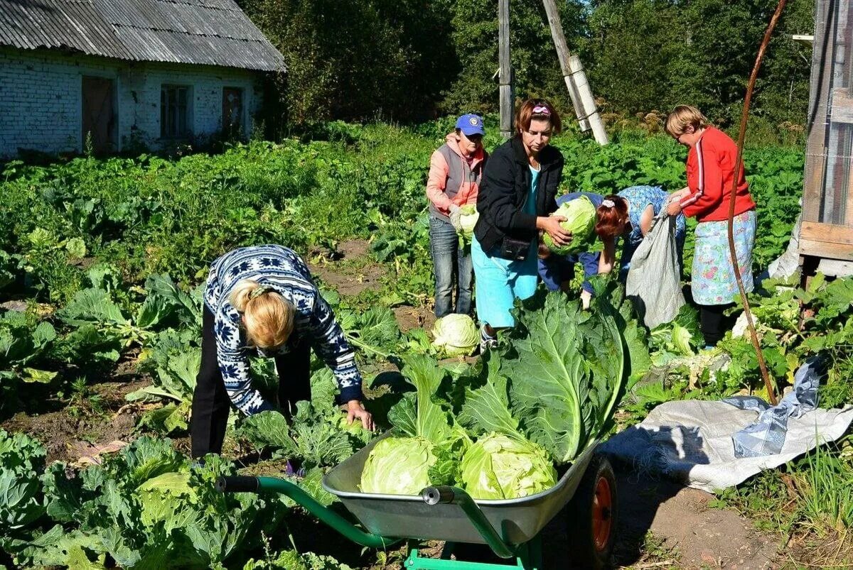 Капуста после картошки. Сбор урожая в огороде. Сбор урожая капусты. Овощи на огороде. Капуста в огороде.