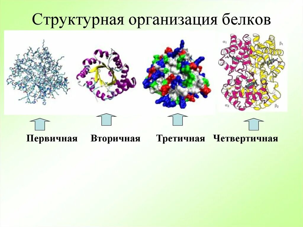 Структурная организация белков. Четыре уровня структурной организации белков. Белки структурная организация. Уровни структурной организации белка. В организации белковых