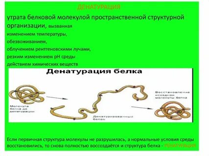 Денатурация транскрипция
