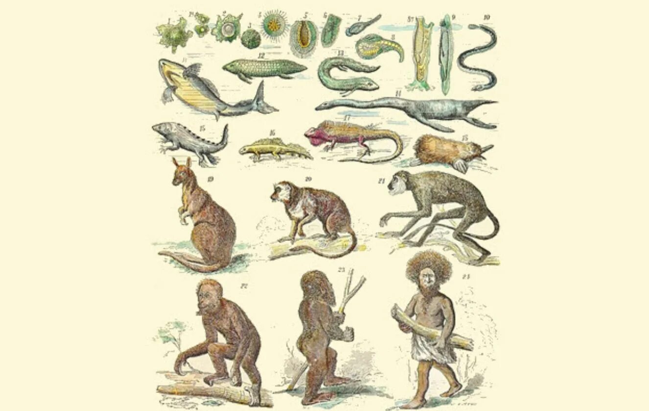 Дарвин эволюция видов. Дарвин эволюция видов. Чарльз дарвин теория эволюции человека. Дарвин эволюция видов. Чарльз дарвин происхождение человека.