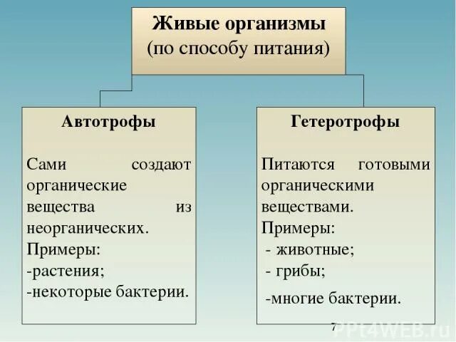 Какие организмы относят к автотрофам мхи бактерии. Какие организмы относят к автотрофам мхи бактерии