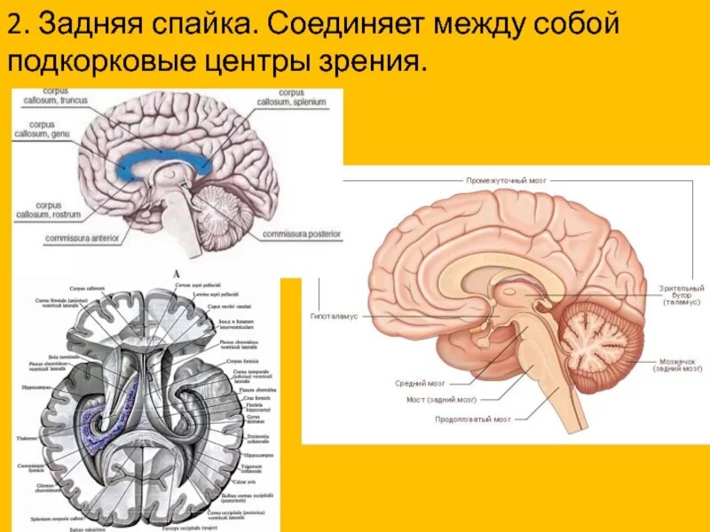 Спайки головного мозга. Свод мозга анатомия. Подкорковые центры зрительного анализатора. Строение свода головного мозга. Эпиталамическая спайка промежуточного мозга.