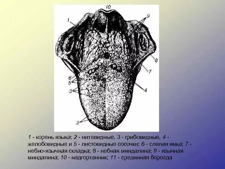 Желобовидные сосочки корня языка.