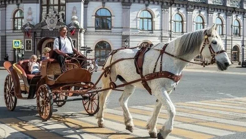 Торговая лошадь. Казань карета елизаветы. карета с лошадью. повозка с лошадью. повозка с лошадью в казани.