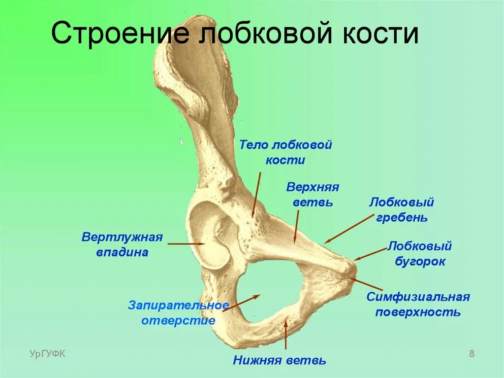 Нижняя подвздошная кость